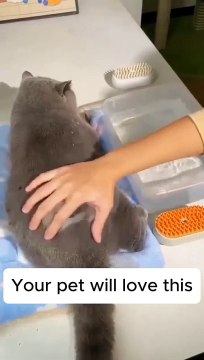 Rechargeble steam pet brush #shorts #shortvideo #video #virals #videoviral #innovationhub