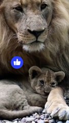 Today lion day so. We need to save the lion. The lion population in the world is very low now.  今天獅子日所以 我們需要拯救獅子。現在世界上的獅子數量非常少。 Hoy día del león así. Necesitamos salvar al león. La población de leones en el mundo es muy baja ahora. आज शेर दिवस है इसलिए. ह