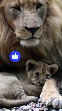 Today lion day so. We need to save the lion. The lion population in the world is very low now. 今天獅子日所以 我們需要拯救獅子。現在世界上的獅子數量非常少。 Hoy día del león así. Necesitamos salvar al león. La población de leones en el mundo es muy baja ahora. आज शेर दिवस है इसलिए. ह