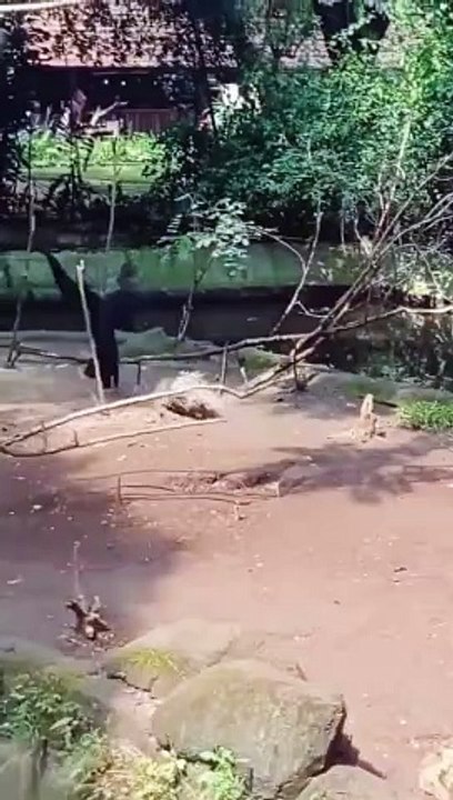 Funny monkey video