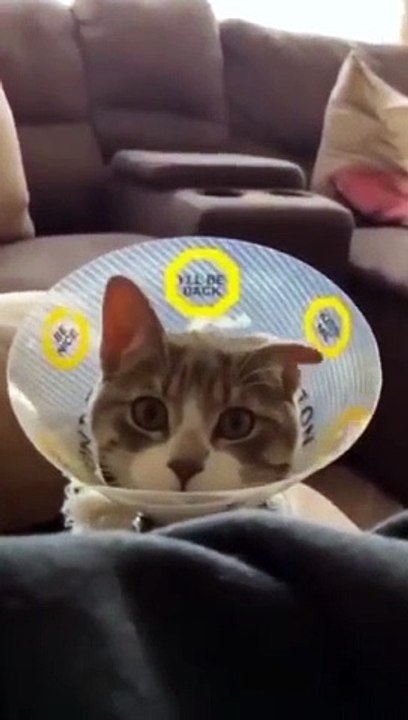 funny cats episode 77