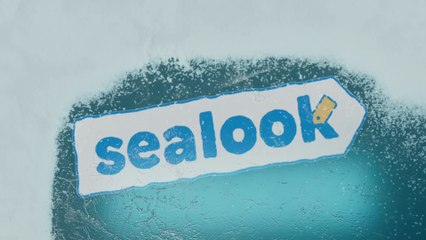 Legend says Baby Seal is the Cutest  - Sealook Compilation