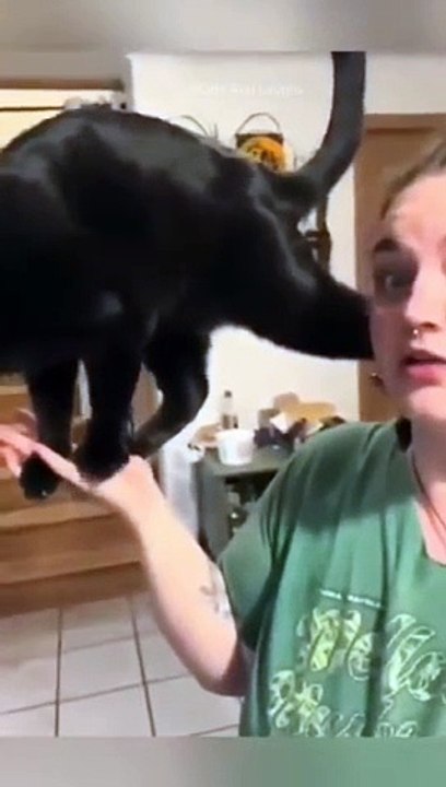 funny cats episode 81