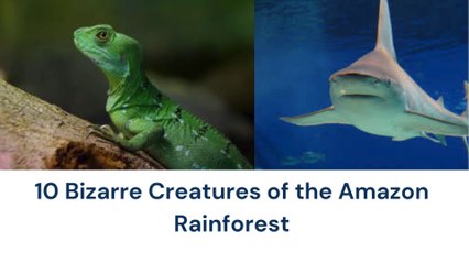 10 Bizarre Creatures of the Amazon Rainforest