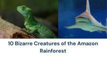 10 Bizarre Creatures of the Amazon Rainforest