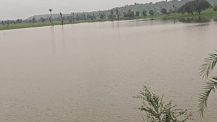 मगरमच्छ ने बांध की पाल को क्षतिग्रस्त कर बना दिया होल, देखें वीडियो