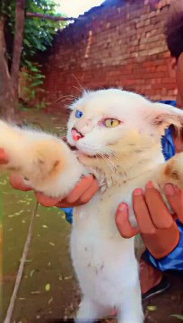 cute cat check ayes wow viral short
