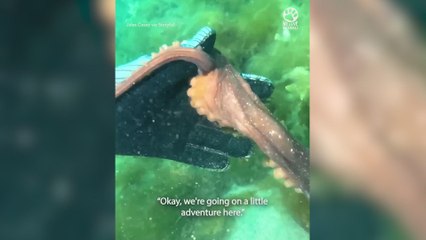 Un pulpo coge de la mano a una buceadora y la lleva hasta una lápida