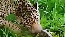 Tigers attack snake