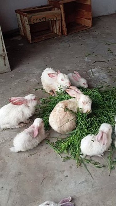 Nice rabbit