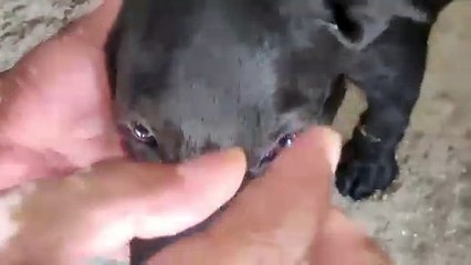 Desi Ghuggi ڈاگ کے   پیٹ میں کیڑوں کا کیسے پتہ چلایٔیں؟