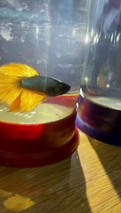 #trending #viral #usa #shortvideo #baby #fish #fishingvideo #fishlover #koifish #bettafish #goldfish