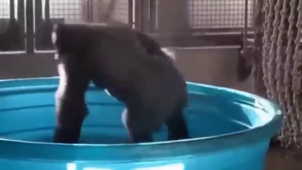 Funny animal moments | প্রাণীদের হাস্যকর মুহূর্ত