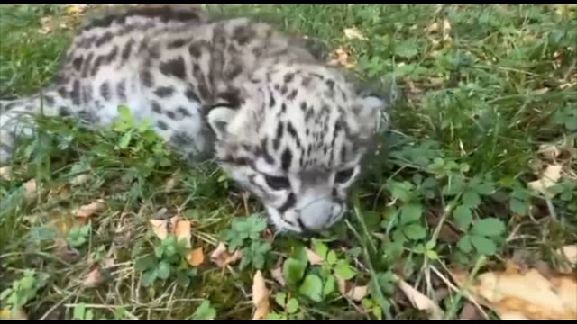 Al Parco Le Cornelle nata una rara cucciola di leopardo delle nevi