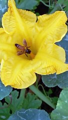 pollinators around the flowers