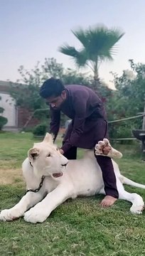 lion+nay+larky+ko+pkar+leya+#lion+#animals+#trending+#viral+#shorts+#youtubeshorts