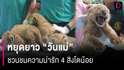 ประเดิม! หยุดยาว "วันแม่" ชวนชมความน่ารัก 4 สิงโตน้อยผ่าน "ซีซีทีวี" | HOTSHOT เดลินิวส์ 09/08/67