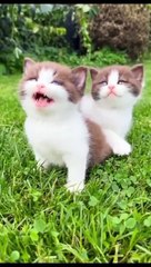 The kitten who never gives up food to her daddy cat is so cute...