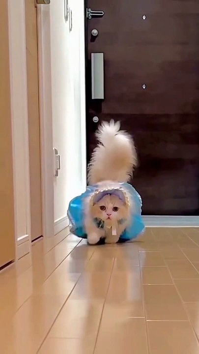 Cute Cats