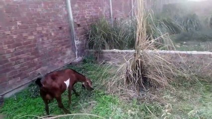 Prank with bakri baz!Bakri waly kay sath mazaq