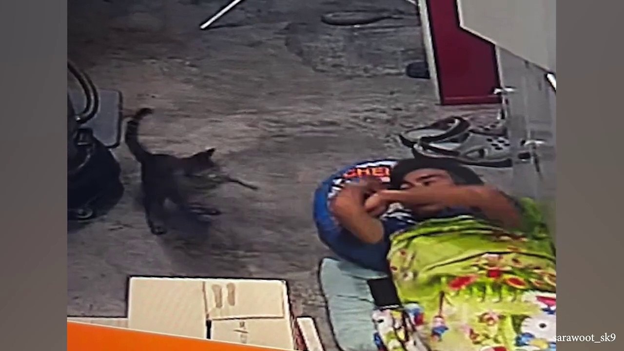 CATS_will_make_you_LAUGH_NO_MATTER_WHAT__Funny_Cat_Videos_of_2024(720p)