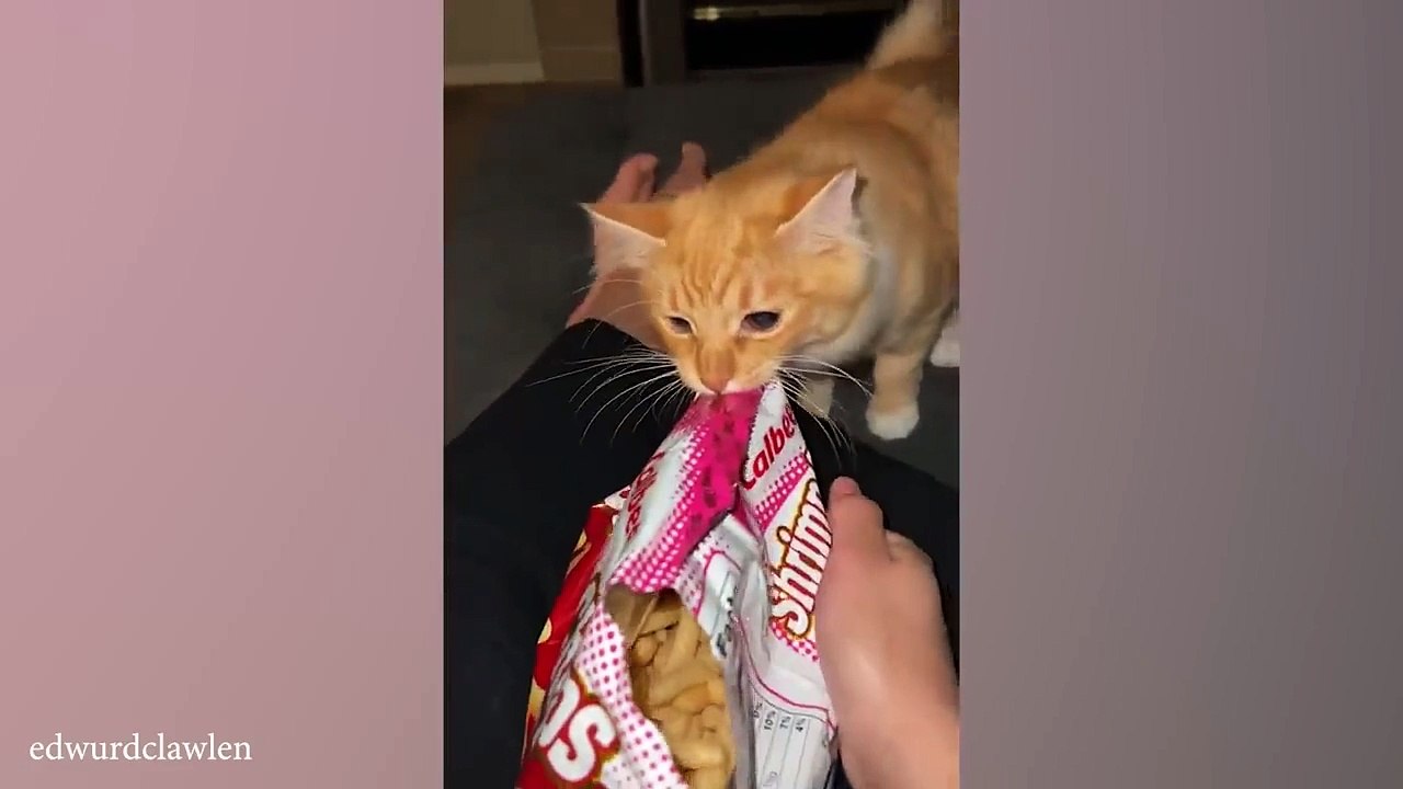 Funny_ANIMAL_Videos_make_us_Laugh__Funniest_CATS_and_DOGS_2024(720p)