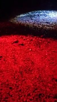 Ascea, schiusa di tartarughe sulla spiaggia