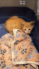 Adorable cat born with four ears thanks to a rare genetic mutation