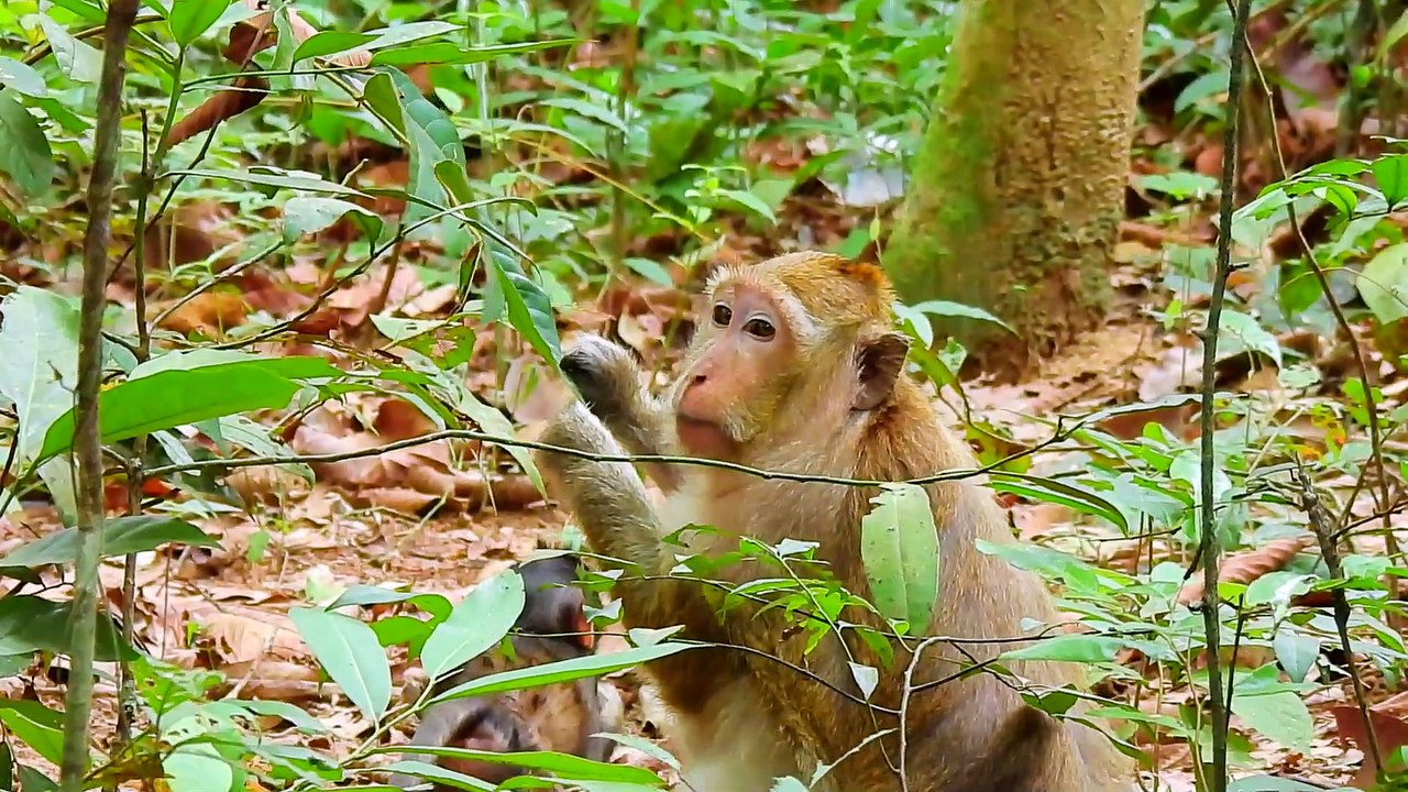 Today Mom Brinn And Branda Find Something To Eat In The Deep Forest