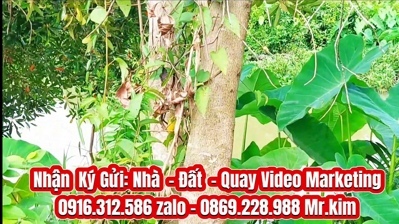 Đất Dầu Tiếng | Cần bán nhanh lô View sông nhựa DH 709 15 x 85 ( Tc 100) giá rẽ#574