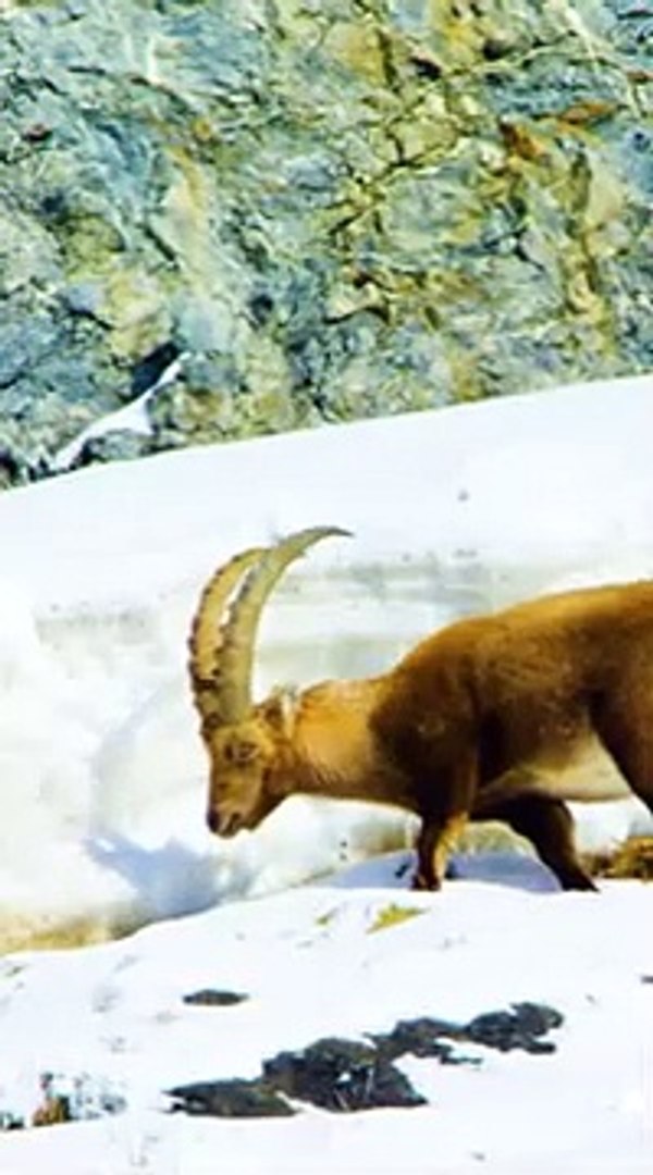 ⁣Amazing Arctic Animals 8K ULTRA HD
