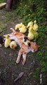 Duck And Cats are Very Good Friend
