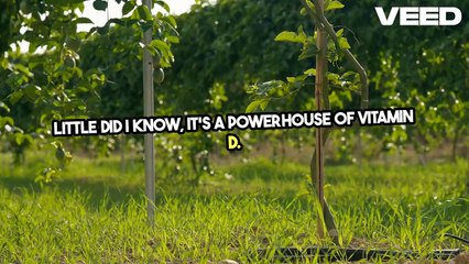 Unlock the Power of Vitamin D!