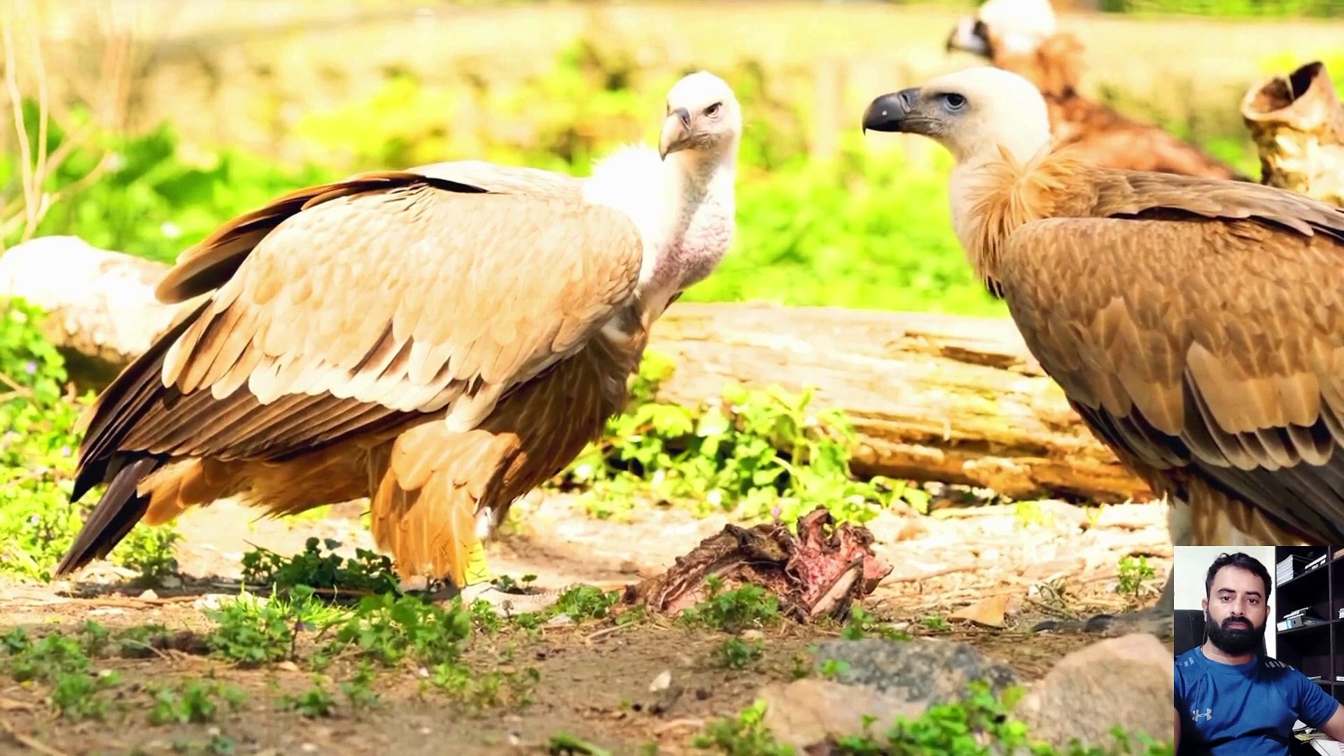 ⁣Amazing Animal Planet video I African Forest Animals Video I Wildlife Animal Video I Animal Fight vi