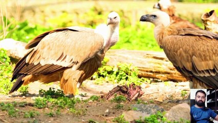 Amazing Animal Planet video I African Forest Animals Video I Wildlife Animal Video I Animal Fight video