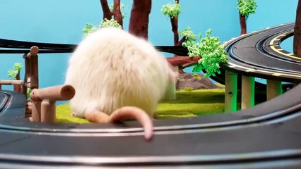 Epic HAMSTER vs EVIL CAT MOVIE with real life ANIMAL ACTORS 