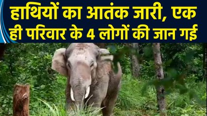 Chhattisgarh के Jashpur में हाथियों का आतंक जारी, एक ही परिवार के 4 लोगों की जान गई