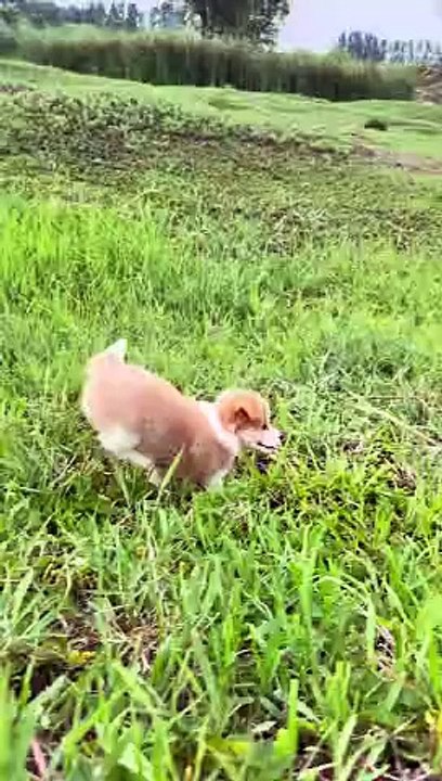 my pet lovely rabbit