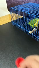 Amazing Smart Parrot 🦜