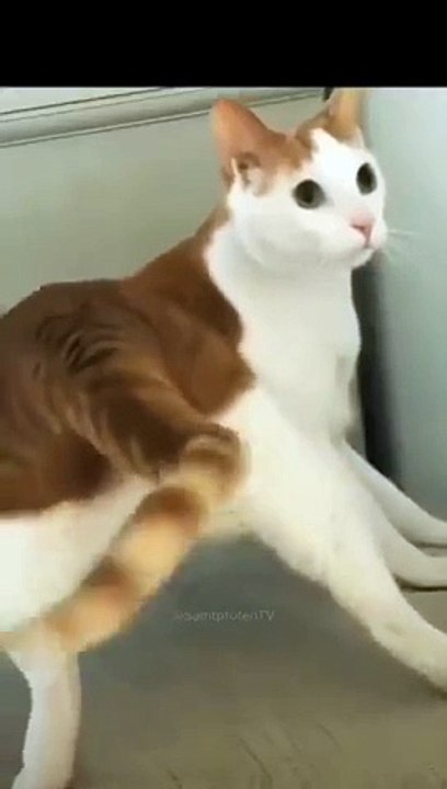 funny cats episode 82
