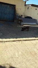 Cachorro flagrado carregando carteira em Brasília gera comentários inusitados