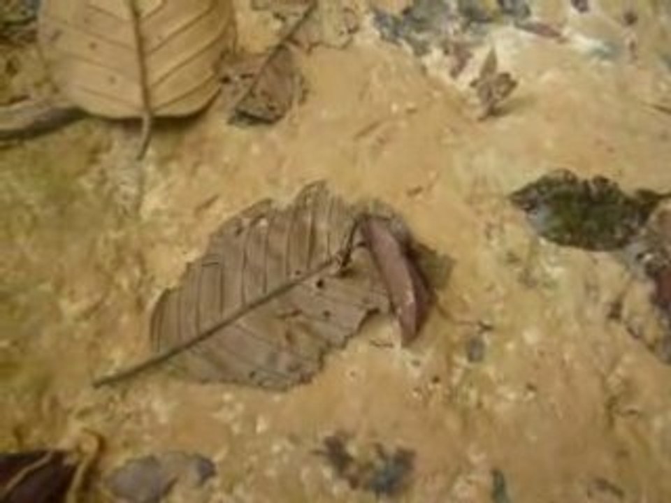 Sangsue Taman Negara En Malaisie