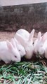 White Rabbits Raising At Home