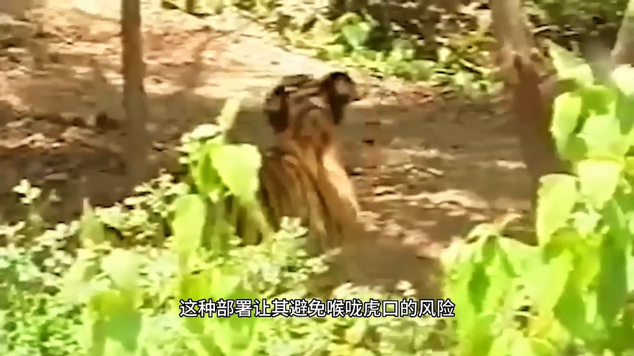 CRAZIEST Animal Encounters CAUGHT ON CAMERA! (2024) #animals #wildanimals #lion #wildlife