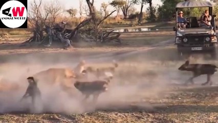 Animals who can kills the Lion, Wild Animals Attack