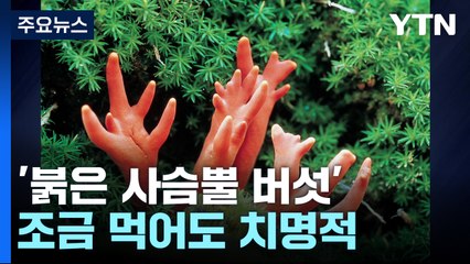 [날씨] 찜통 더위에 잘 자라는 야생 버섯.. '독버섯 주의보' / YTN