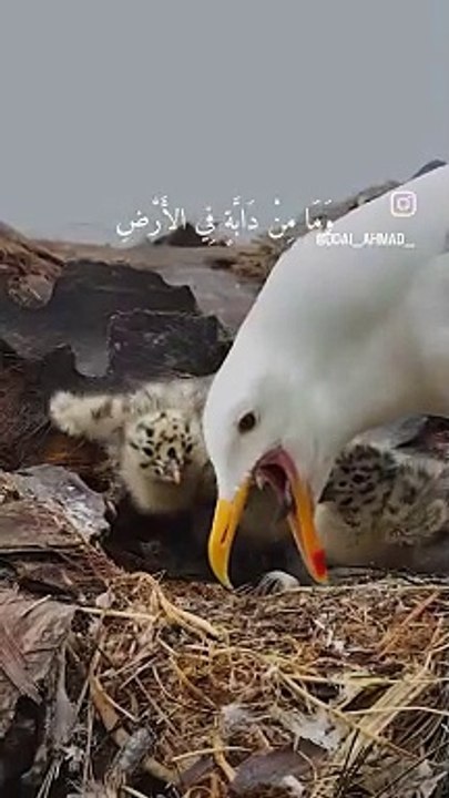 الأرزاق بيد الله