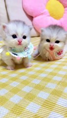 so cute and so precious cats 