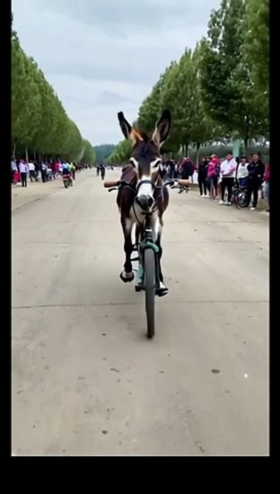 Donkey cycling | funny viral video