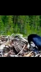 revenge time #edit #trollface #shorts